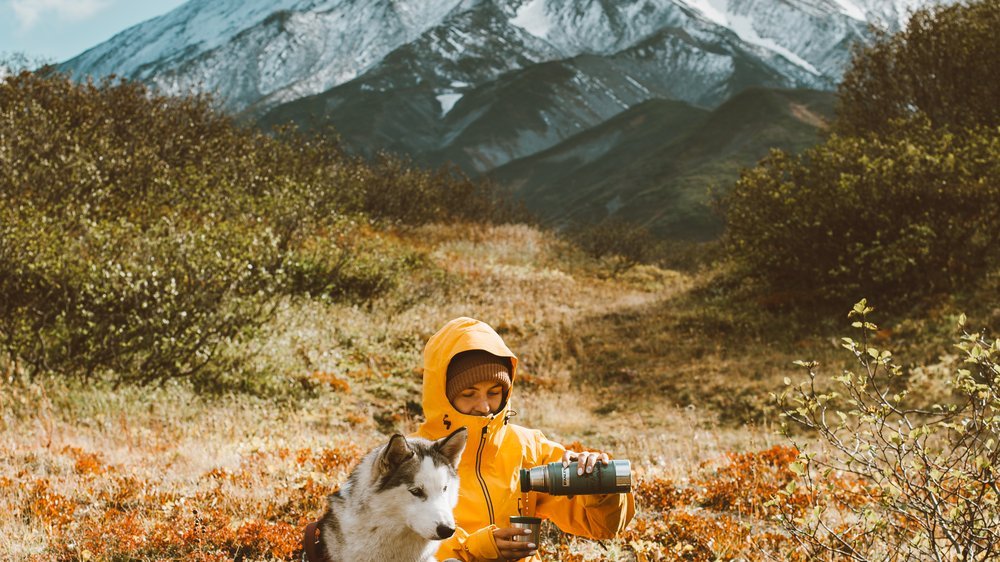 husky ähnliche hunde