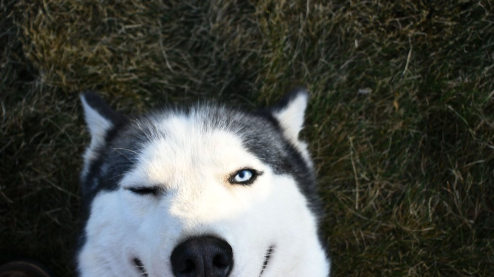 husky ähnliche hunde