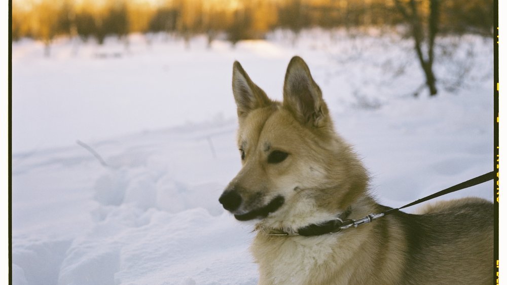 island hunde