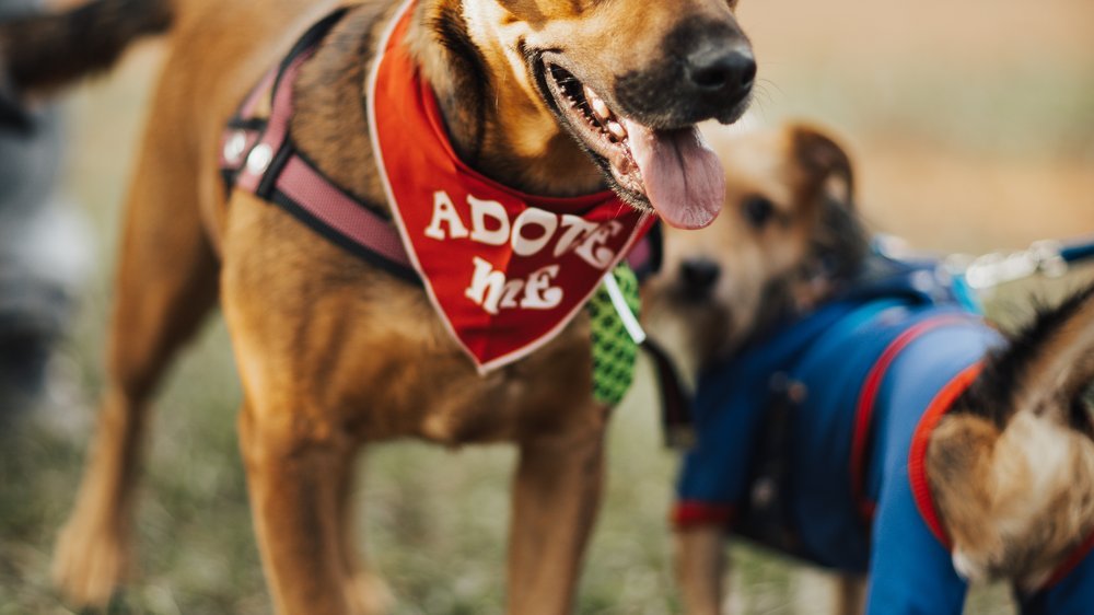 kleine hunde aus rumänien