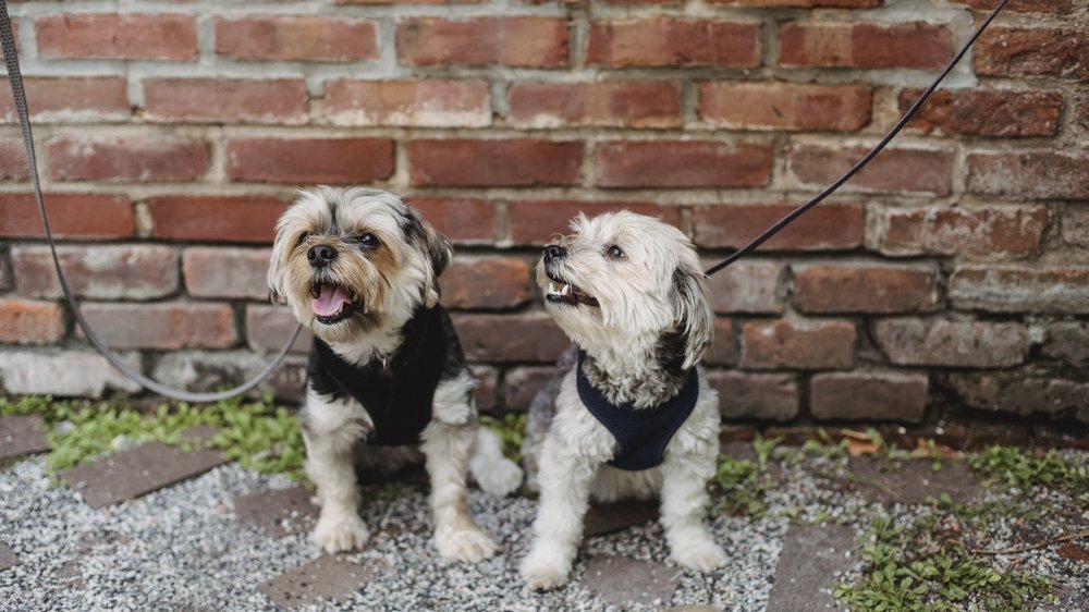 kleine hunde aus rumänien