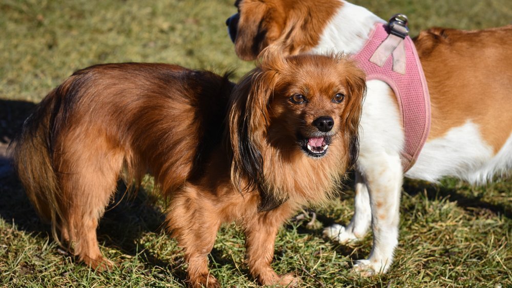 kleine hunde aus rumänien