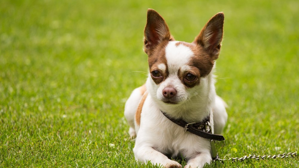 kleine hunde aus rumänien