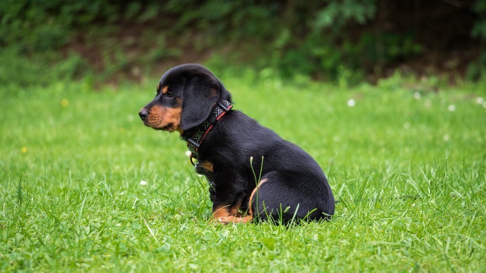 kleine hunde in not deutschland