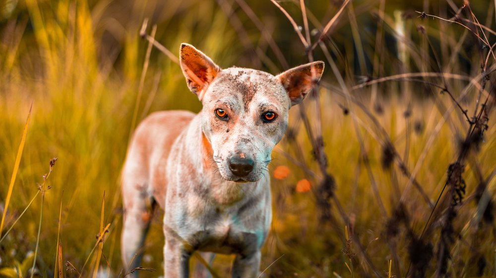 kleine hunde in not deutschland