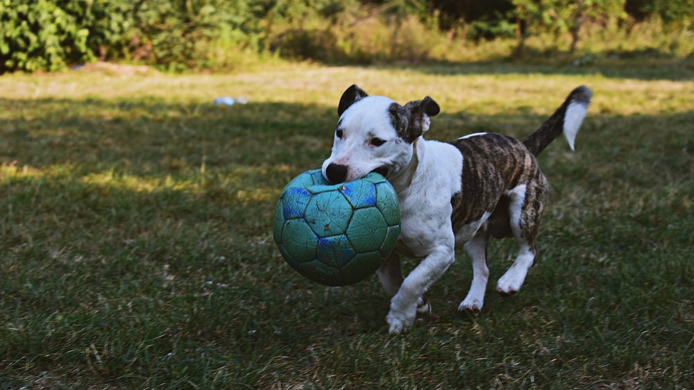 kleine hunde in not deutschland