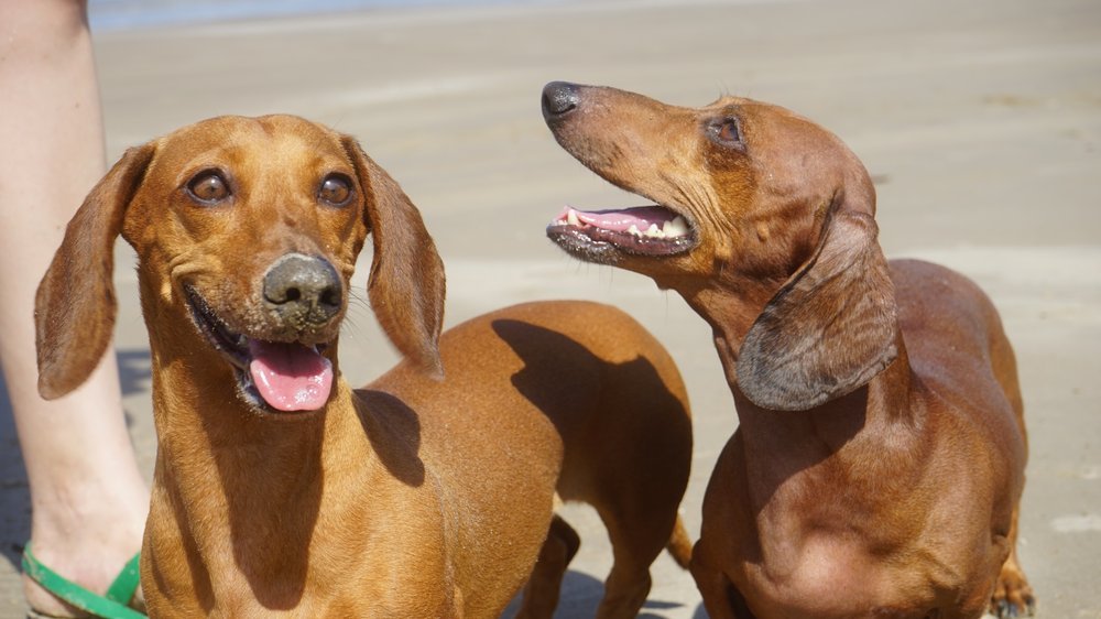 kleine hunde suchen ein zuhause berlin