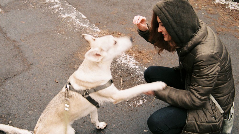 kur mit hund