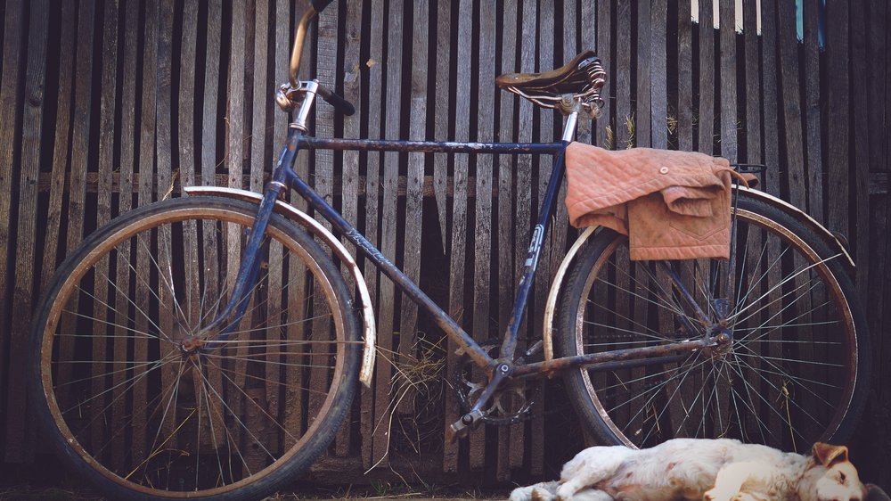 lastenfahrrad hund