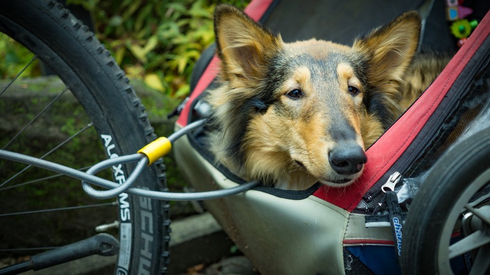 lastenfahrrad hund