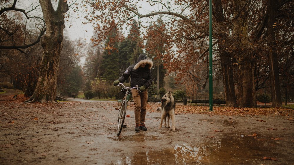 lastenfahrrad hund