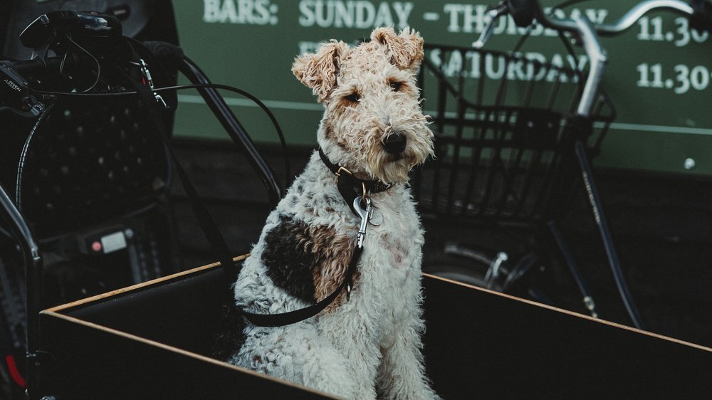 lastenfahrrad hund