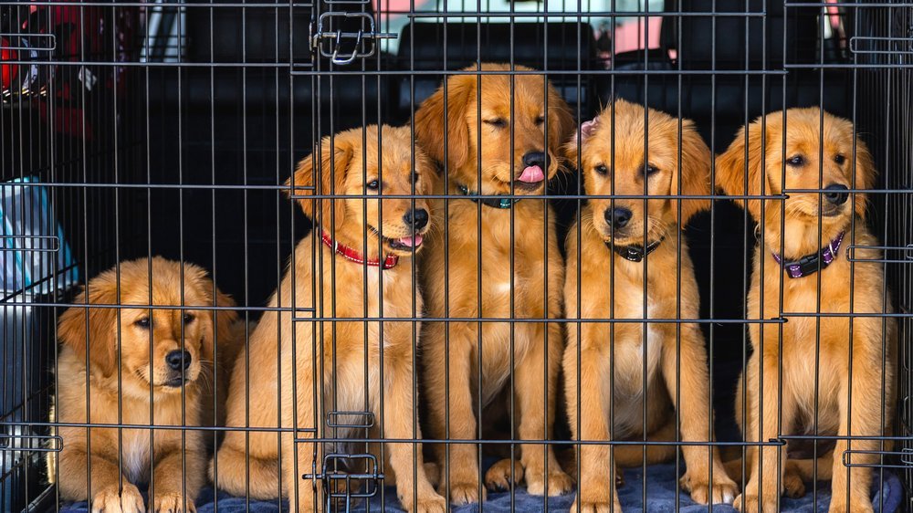 leberwurst für hund