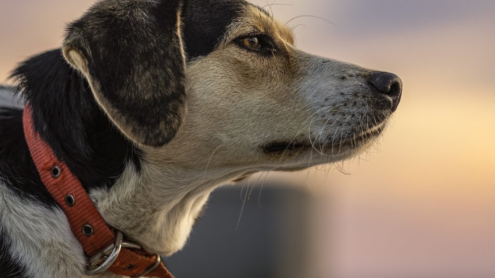 leckschutz hund selber machen