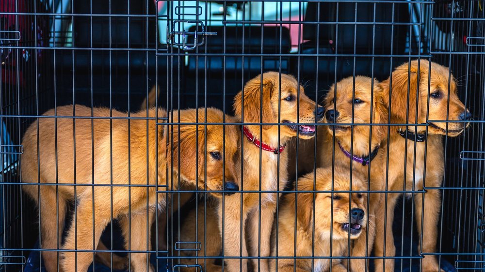 milbemax hund dosierung