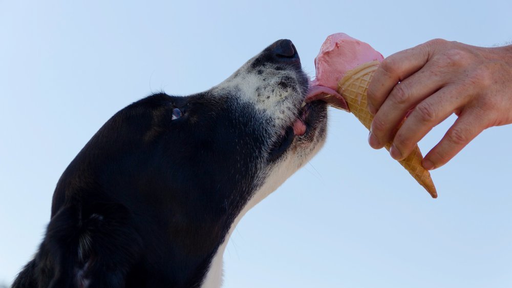 quark für hunde