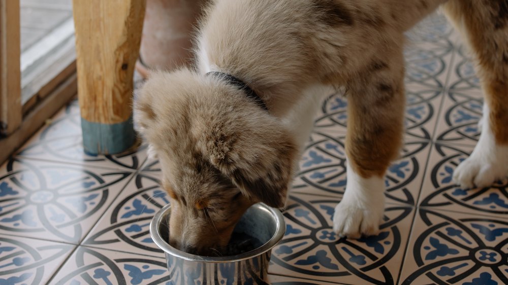 quark für hunde