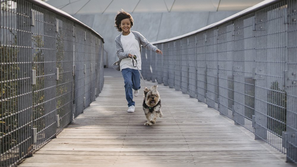 regenbogenbrücke hund gestorben sprüche