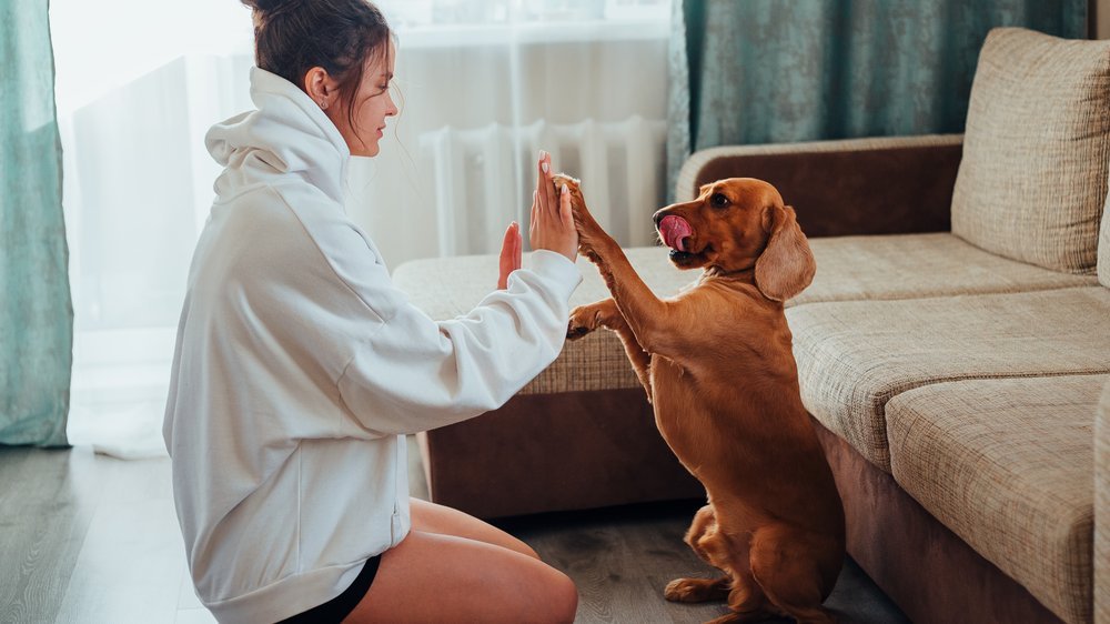 rückruftraining hund