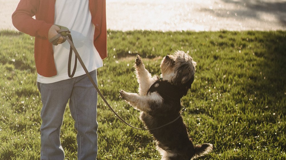 rückruftraining hund