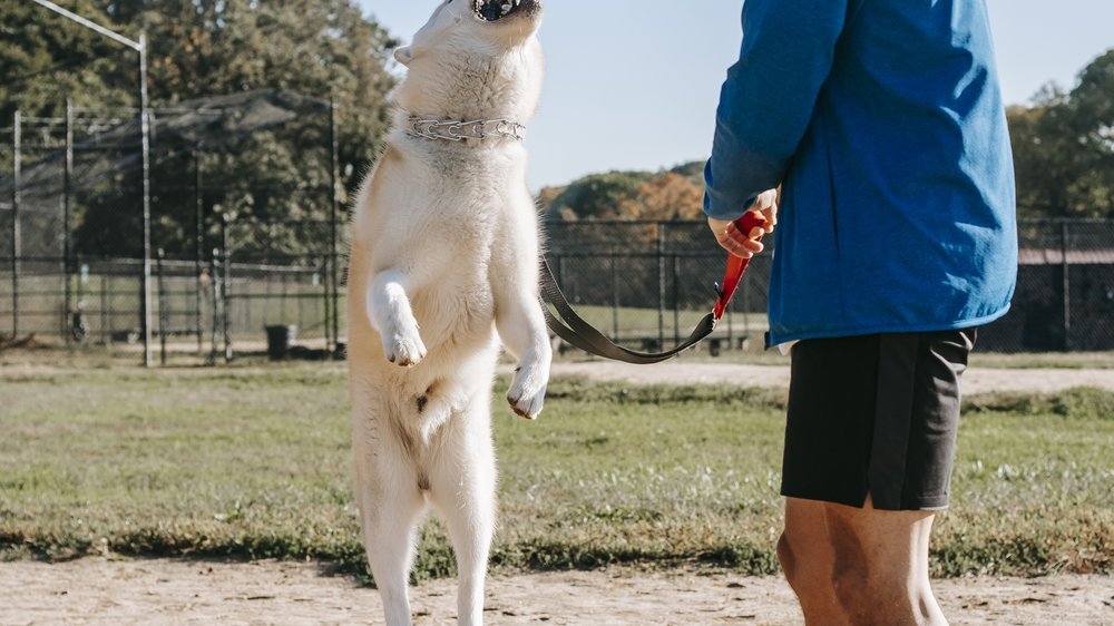 rückruftraining hund