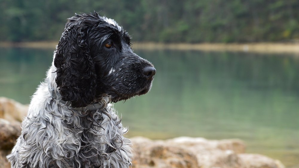 russischer hund