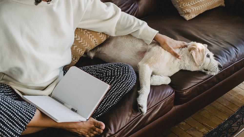 sachkundenachweis hund niedersachsen