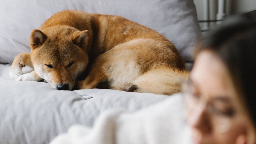 sachkundenachweis hund niedersachsen