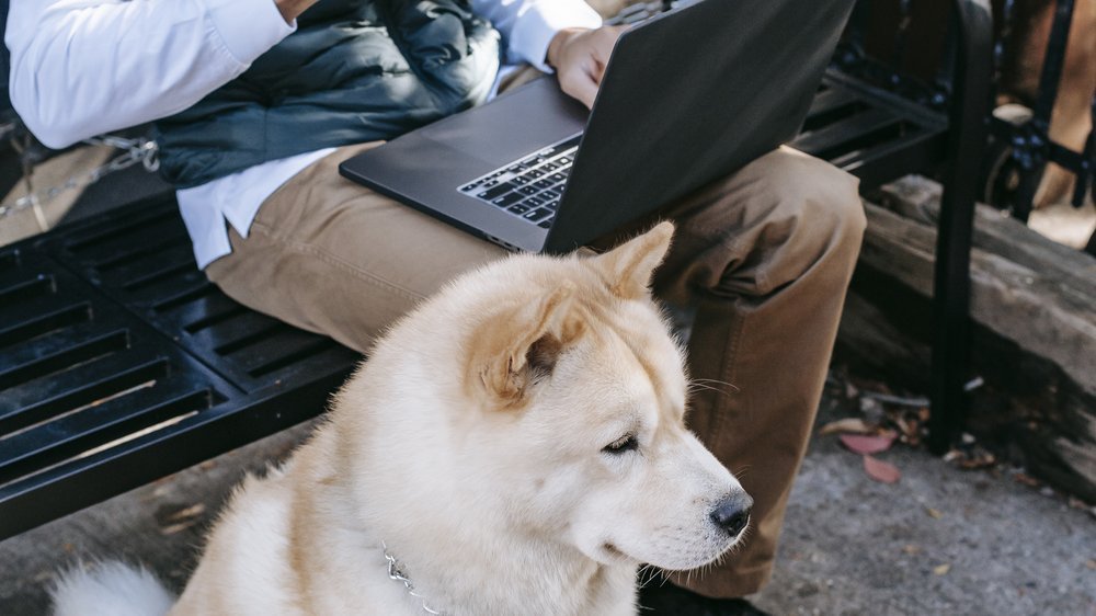 sachkundenachweis hund nrw online