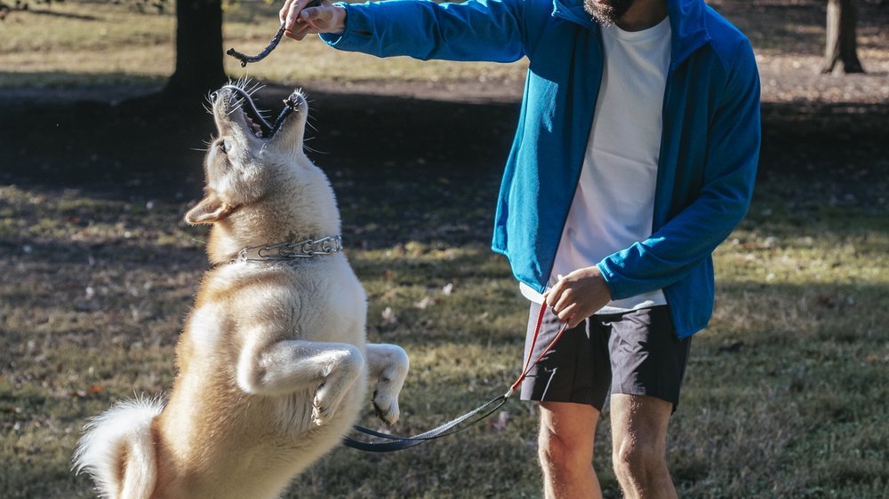 sachkundenachweis hund nrw online